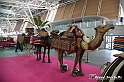 VBS_4359 - Festival dell'Oriente 2022